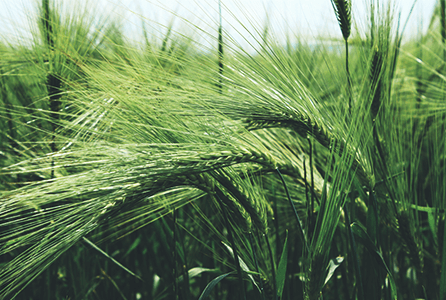 Zielony jęczmień – Barley grass
